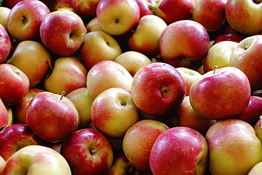 Stack of fresh red apples