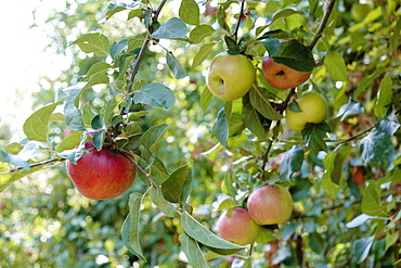 Ripe apples on orchard tree on fruit farm