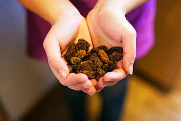 Cupped hands holding raisins, close-up