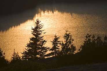 Trees at sunset from Cadillac Mountain in Maine