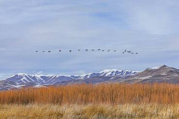 USA, Idaho, Bellevue, Flock of Canada Geese flying over marsh