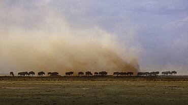 Africa, Kenya, Wildebeests walking on savannah in Amboseli National Park