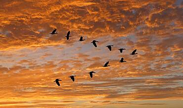 Egyptian Goose (Alopochen aegyptiaca) flying in V-formation against clouds at sunset