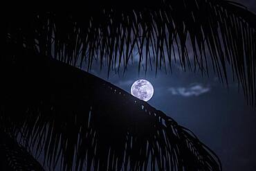 USA, Florida, Boca Raton, Full Moon behind palm leaves