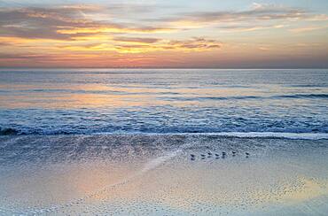 USA, Florida, Boca Raton, Small shore birds walking along beach at sunrise