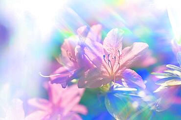 Close-up of azalea flowers in rainbow colored light