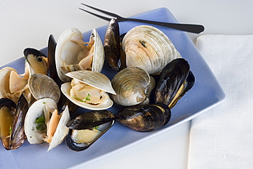 Still life of clams