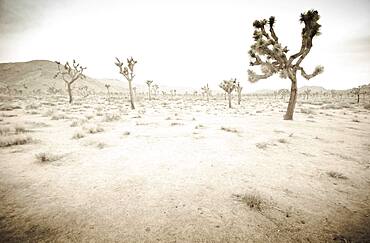 California, Twentynine Palms, Joshua Tree National Park, Joshua trees in desert landscape