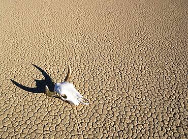 California, Death Valley, Buffalo skull in desert in Monument valley