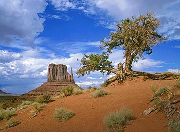 Arizona, Monument Valley Tribal Park, West Mitten Butte in Monument Valley