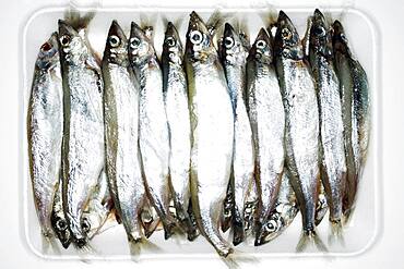 Overhead view of sardines on tray