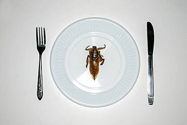 Overhead view of insect in plate for dinner