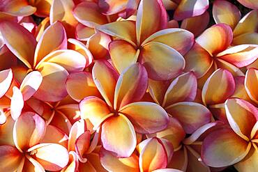 Close-up of frangipani flowers