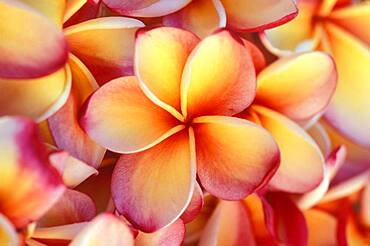 Close-up of frangipani flowers