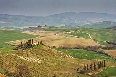 Italy, Tuscany, Val D'Orcia, Pienza, Aerial view of hills and fields with cypress trees