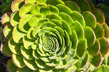 USA, California, Los Osos, Close-up of succulent plant