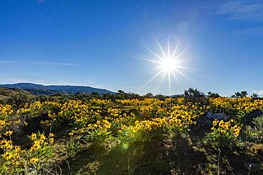 USA, Idaho, Boise, Sun shining above field of arrowleaf balsamroot (Balsamorhiza sagittata)