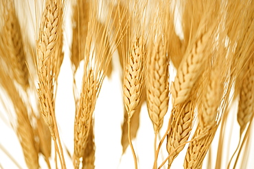 Closeup of wheat