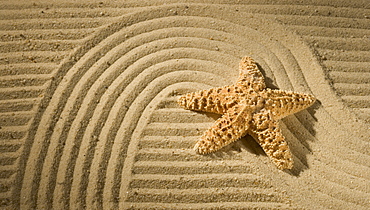 Closeup of starfish on sand