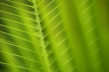 Closeup of fronds