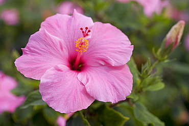 Closeup of hibiscus flower