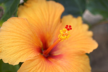 Closeup of hibiscus flower