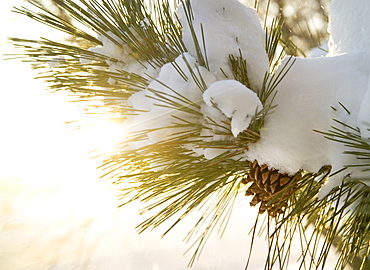 Closeup of snow covered pine bough