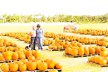 Portrait of couple standing in pumpkin patch, Jupiter, Florida