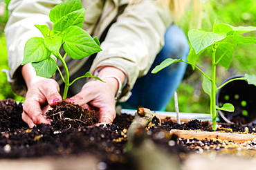 Woman planting seedling