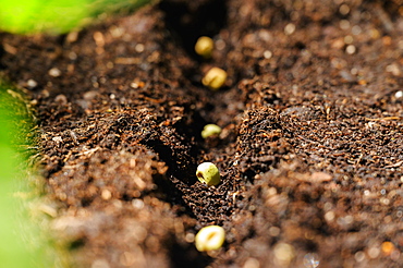 Bean seeds in soil