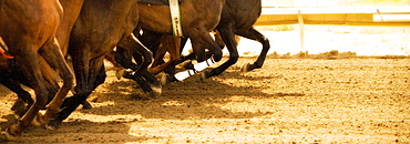 Legs of race horses running side by side on horse racing track during competition