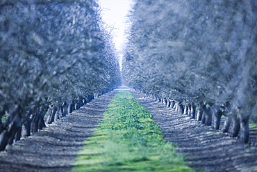 Path through rows of mature almond trees in early spring Almond Orchard