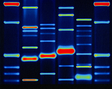 DNA configuration