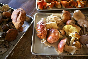 Trays of wild mushrooms foraged from the forest