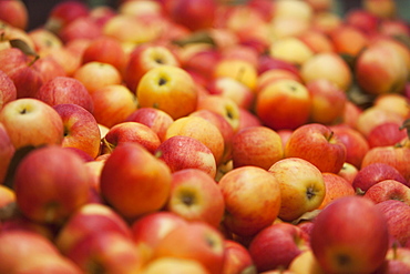 Freshly picked apples