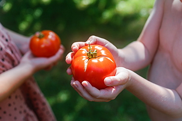 Close-up of boys (6-7) and girls (8-9) hands holding ripe tomatoes