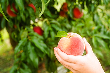 Close-up of girls (8-9) hand holding freshly picked peach in orchard