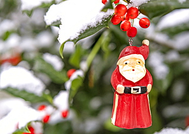 Santa Claus ornament hanging from snow covered holly branch with red berries