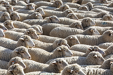 Flock of sheep in field ahead of Trailing of the Sheep Festival