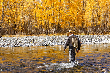 USA, Idaho, Bellevue, Rear view of senior fisherman wading in Big Wood River in Autumn