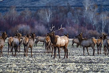 USA, Idaho, Bellevue, Bull elk among elk herd