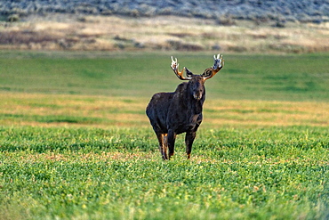 USA, Idaho, Bellevue, Bull moose (Alces alces) standing in grassy field