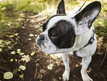 Close-up of black and white French bulldog on footpath