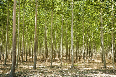 USA, Oregon, Boardman, Poplar trees