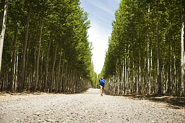 USA, Oregon, Boardman, Man running between rows of poplar trees in tree farm