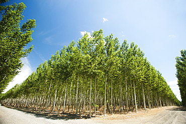 USA, Oregon, Boardman, Wide angle shot of poplar trees in tree farm