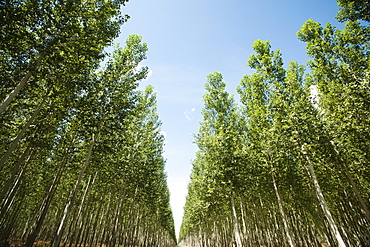 USA, Oregon, Boardman, Orderly rows of poplar trees in tree farm