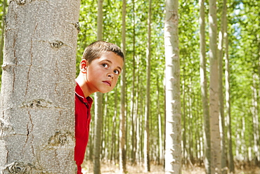 USA, Oregon, Boardman, Boy (8-9) playing seekand hide between poplar trees in tree farm