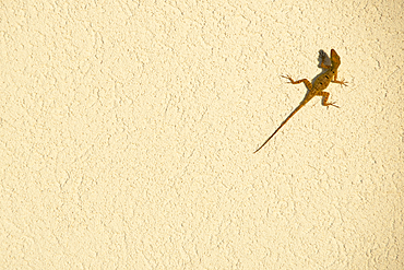 Common House Gecko on yellow wall