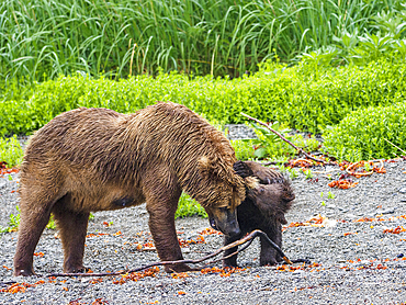 Brown bear adult with cub in meadow